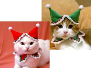 cat_l