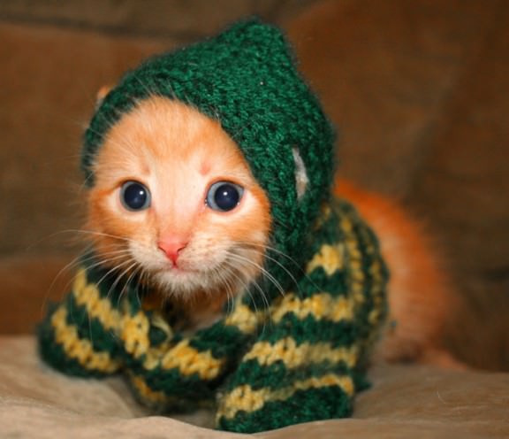 kitty