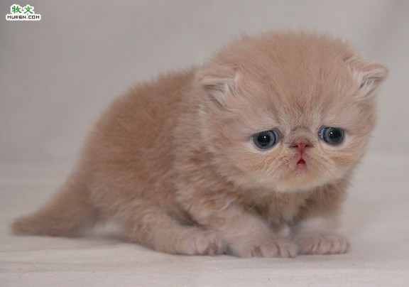 kitten21tl