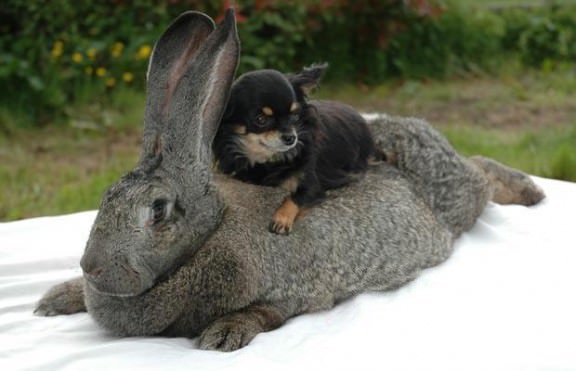 rabbit_1483166i